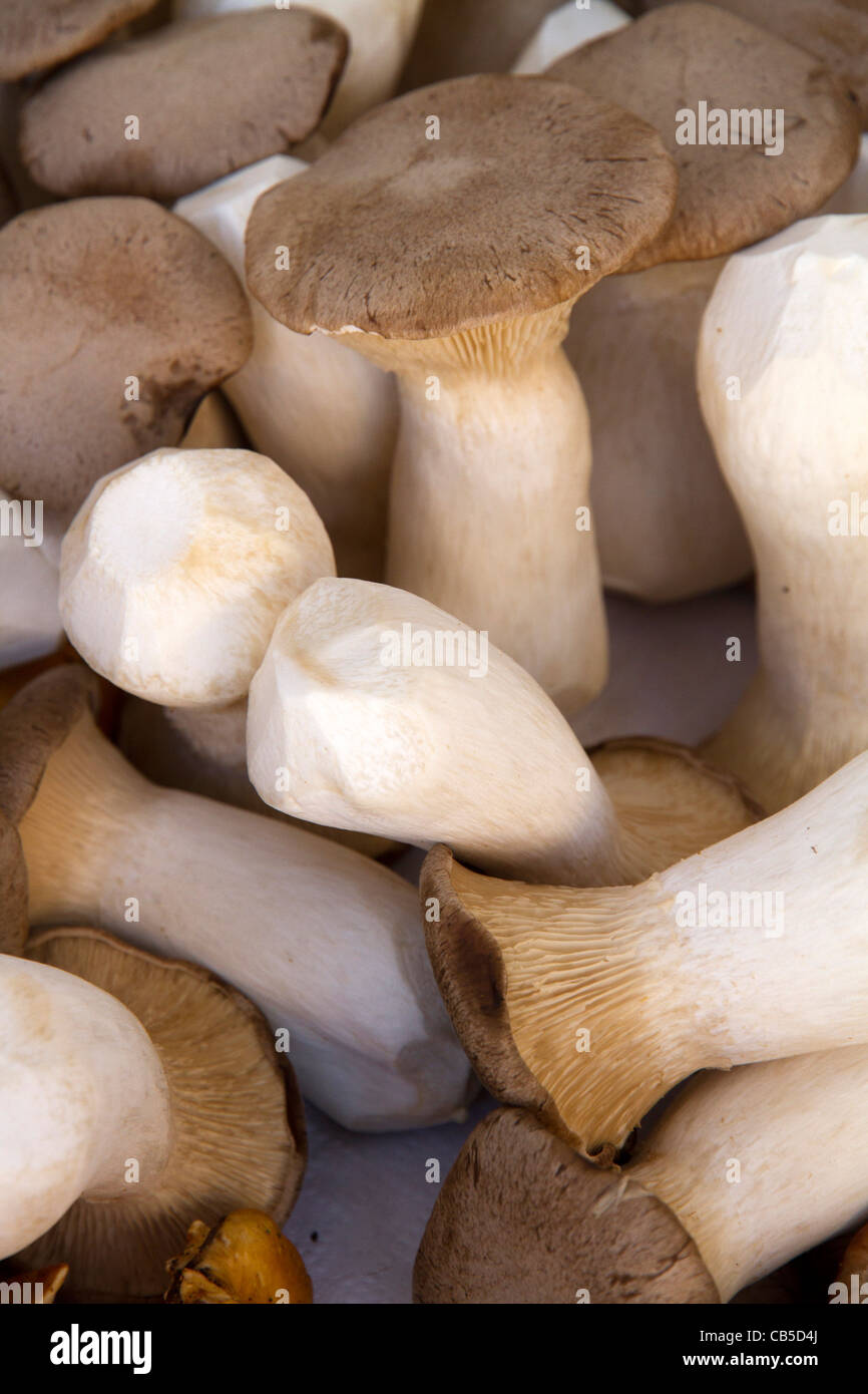 Mushrooms edibles Mallorca Majorca Balearic Spain Stock Photo