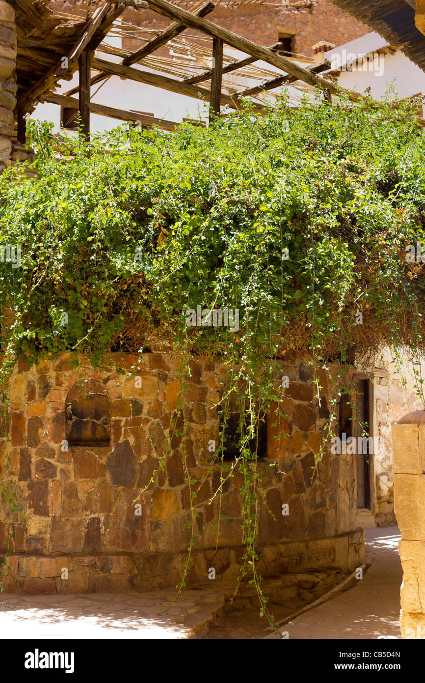 The burning bush, Saint Catherine's Monastery, Sinai Peninsula, Egypt Stock Photo