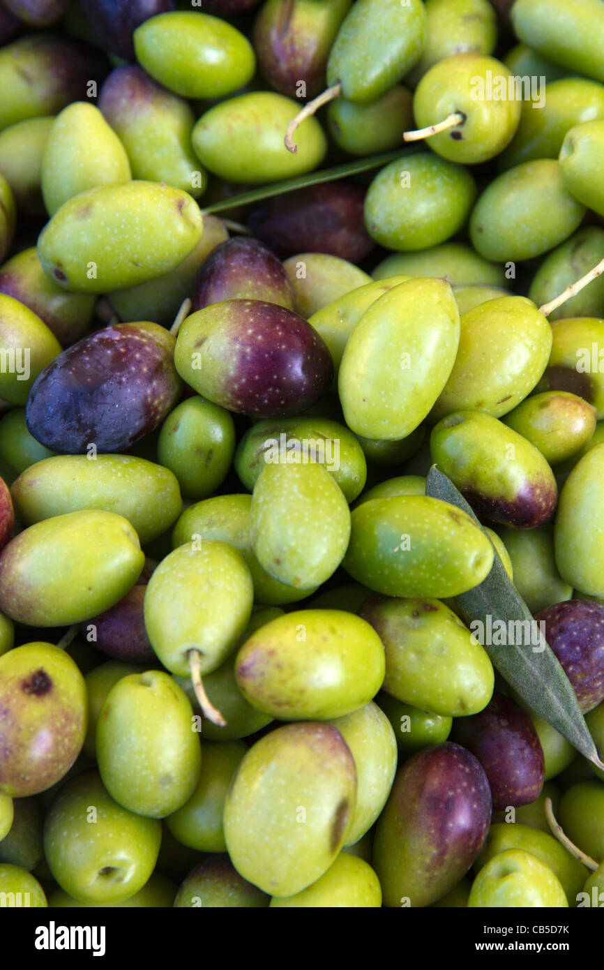 olives green typical of Mallorca Majorca Spain Mediterranean Stock