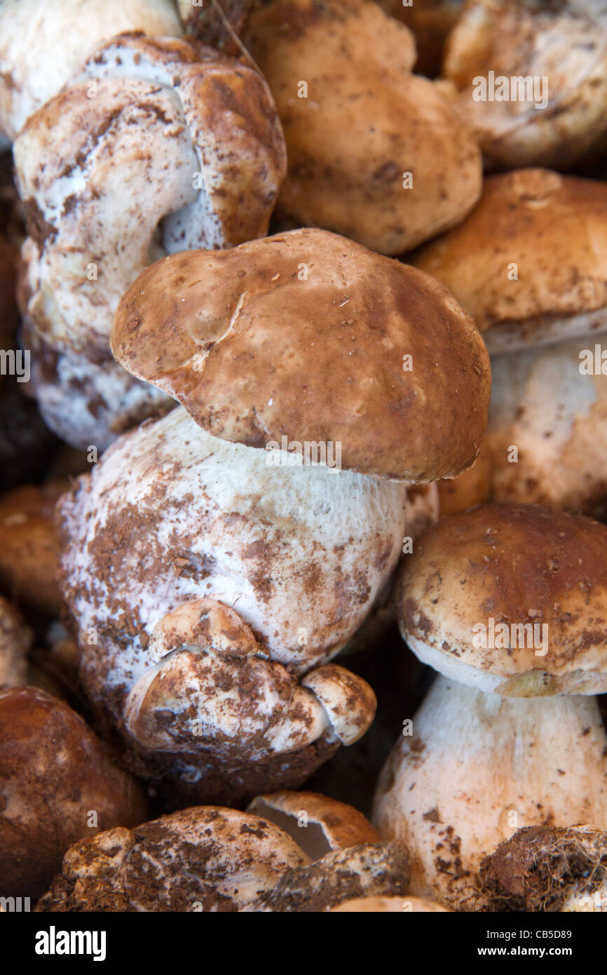 Mushrooms edibles Mallorca Majorca Balearic Spain Stock Photo