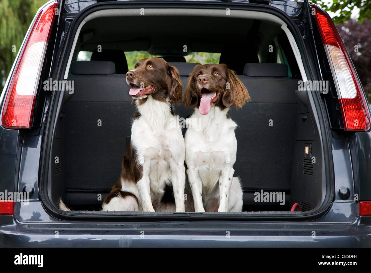 Drentsche Patrijshond / Dutch Partridge Dog / Drent spaniel type hunting dog in car boot, the Netherlands Stock Photo