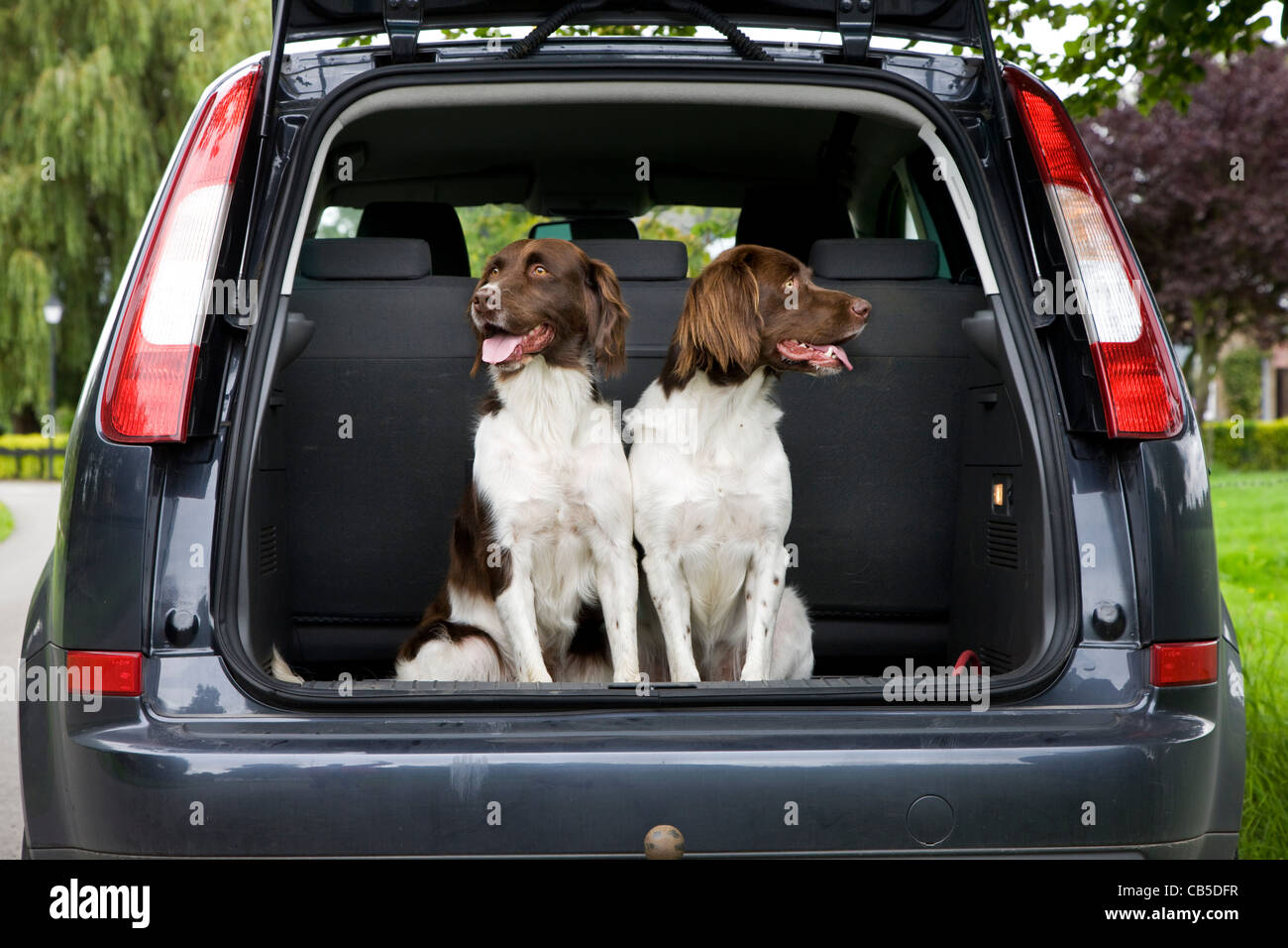 Drentsche Patrijshond / Dutch Partridge Dog / Drent spaniel type hunting dog in trunk of car, the Netherlands Stock Photo
