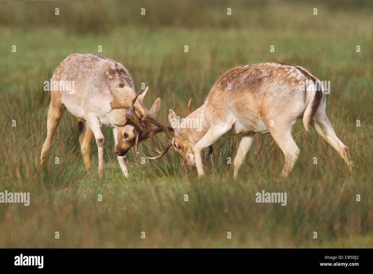 Fallow deer stags rutting Stock Photo