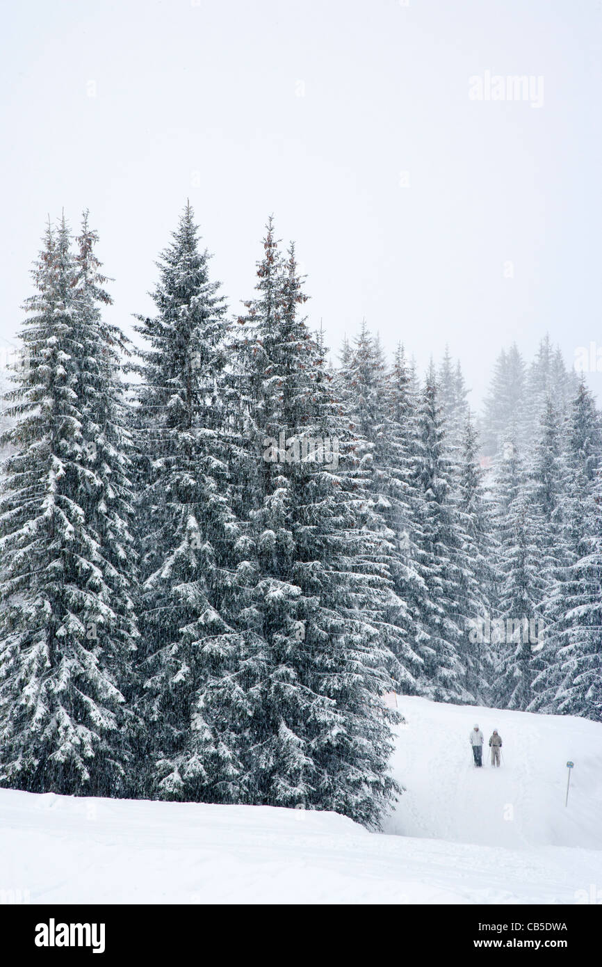 Snow Fir Trees High Resolution Stock Photography and Images - Alamy