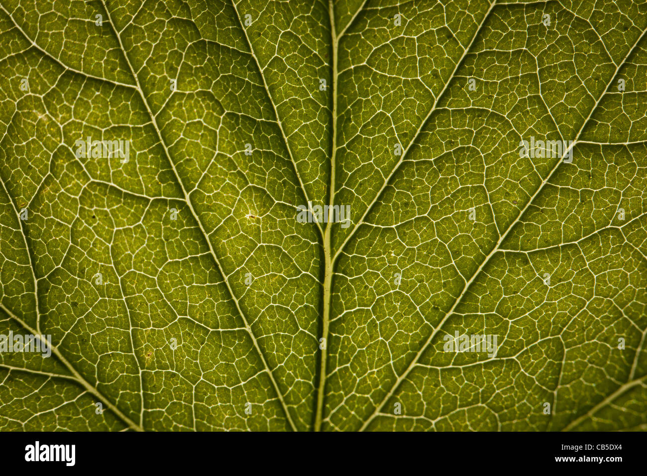 Green Leaf Close-up Stock Photo - Alamy