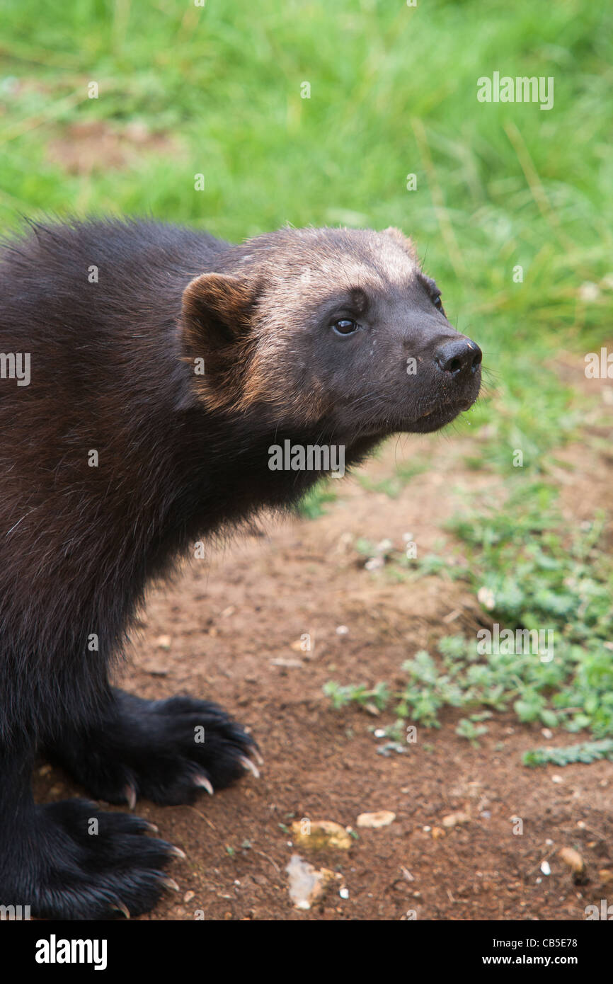 A captive wolverine (Gulo gulo) Stock Photo