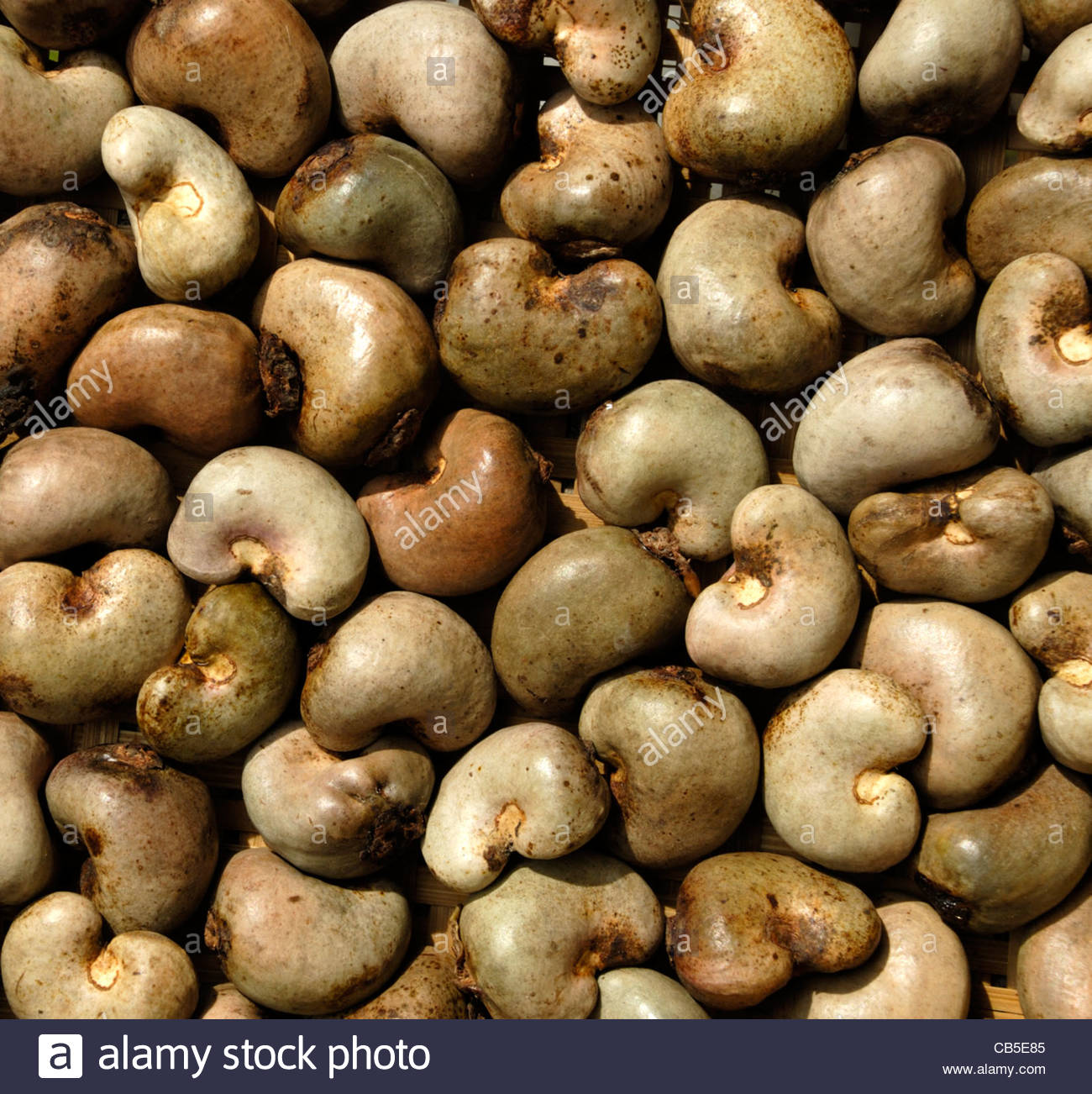Anacardiaceae Stock Photos & Anacardiaceae Stock Images - Alamy