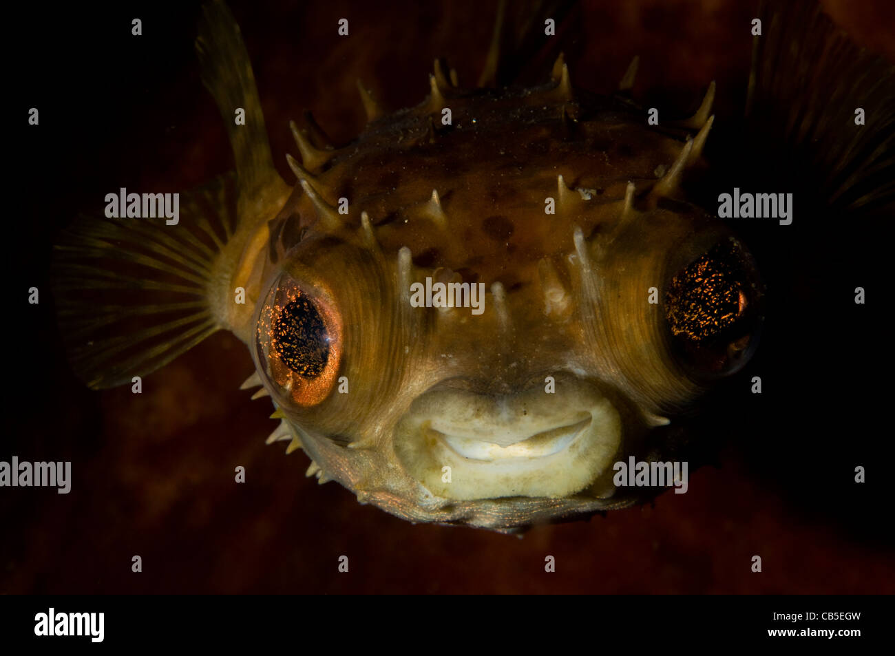Orbicular Burrfish portrait, Cyclichthys orbicularis, Lembeh Strait, Manado, North Sulawesi, Indonesia, Pacific Ocean Stock Photo
