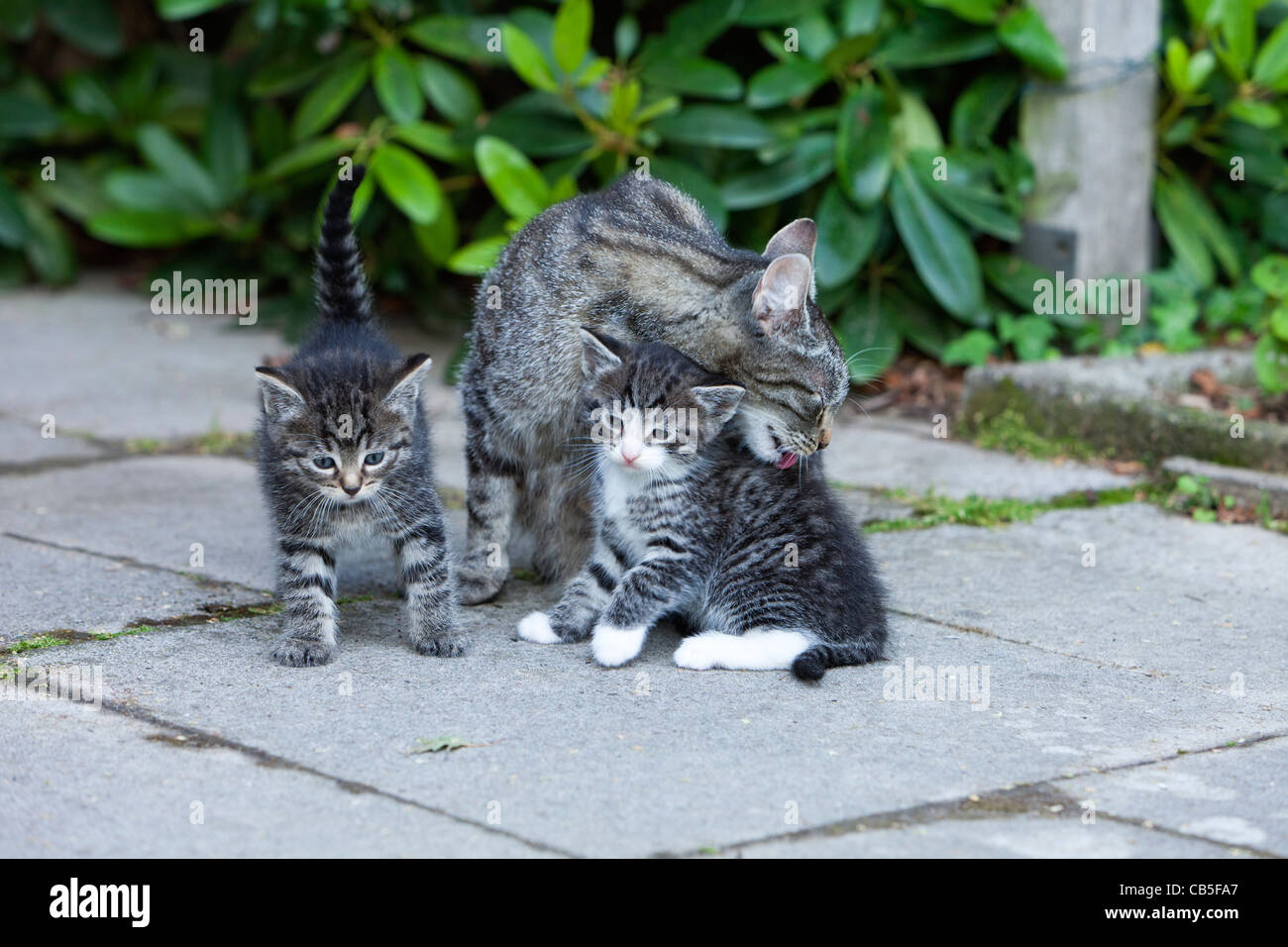 Cat cleaning kittens, outdoors in garden, Lower Saxony, Germany Stock Photo