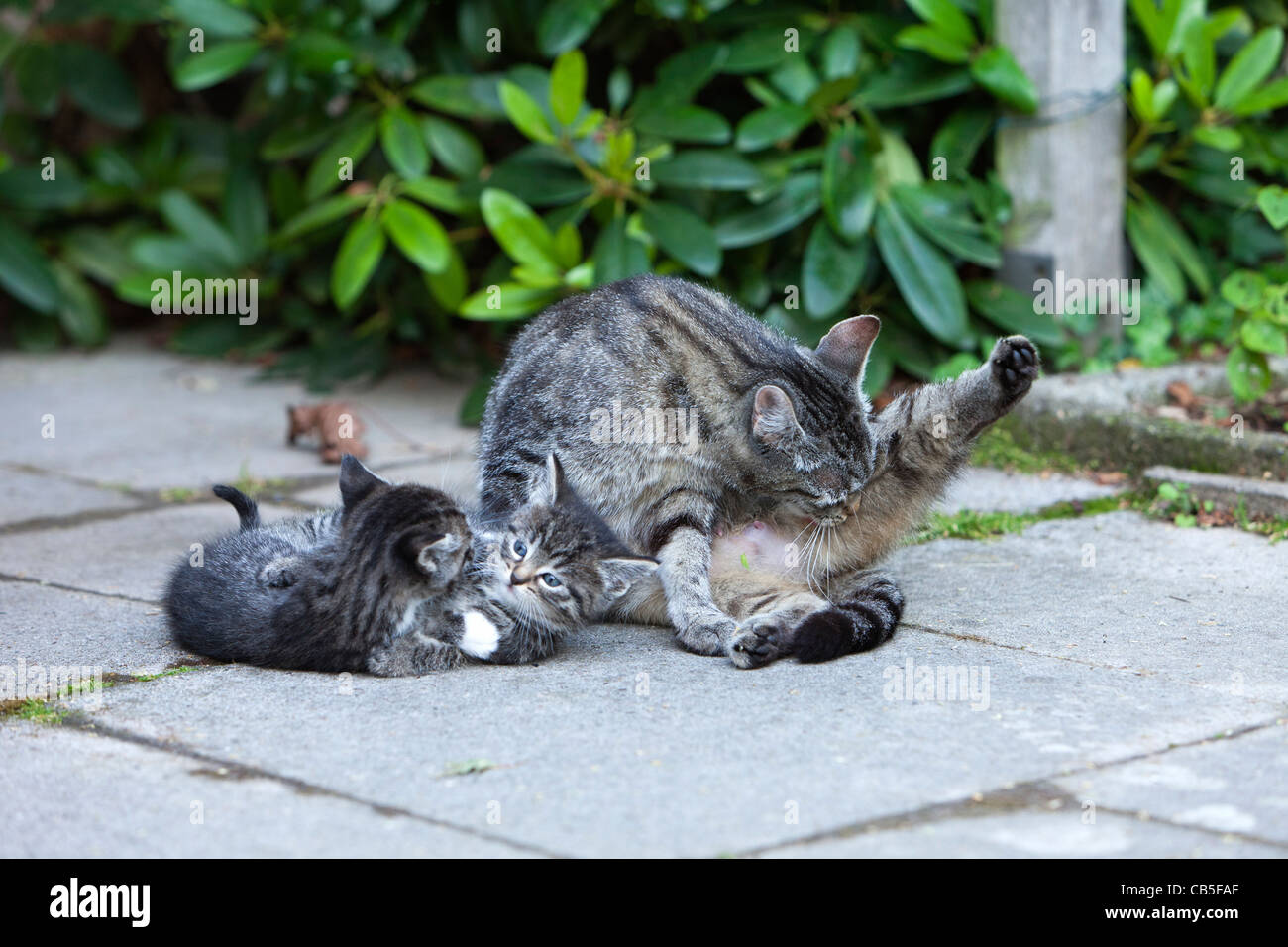 Cat and kittens, outdoors in garden, Lower Saxony, Germany Stock Photo
