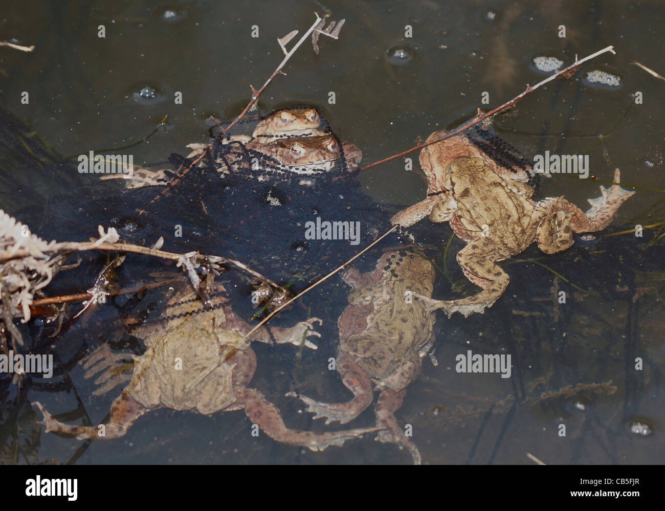 Frogs spawning Stock Photo