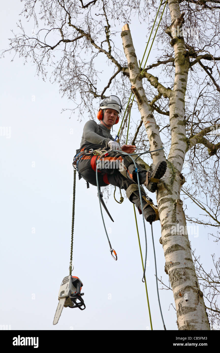 Young Danish forester in full timber felling gear felling a tall birch tree with his power chain saw in Denmark, Scandinavia Stock Photo