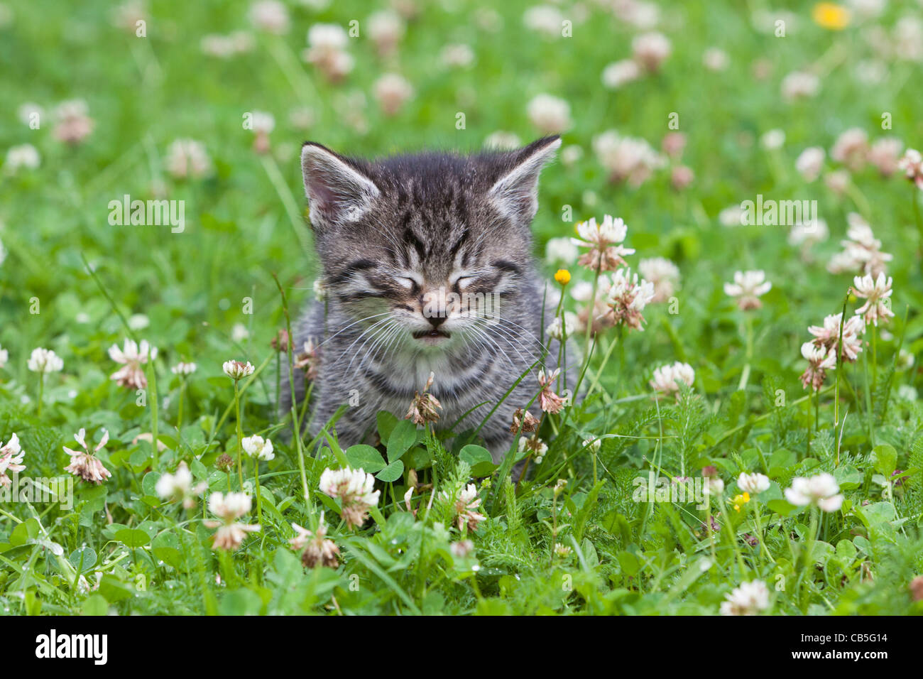 Kitten, having a cat nap or sleeping on garden lawn, amongst clover, Lower Saxony, Germany Stock Photo