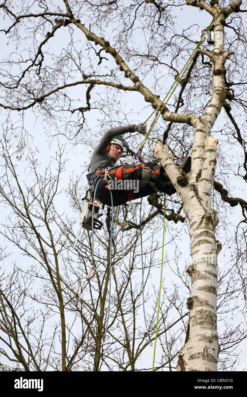 Young Danish forester hanging in his ropes in full timber felling gear felling a tall birch tree