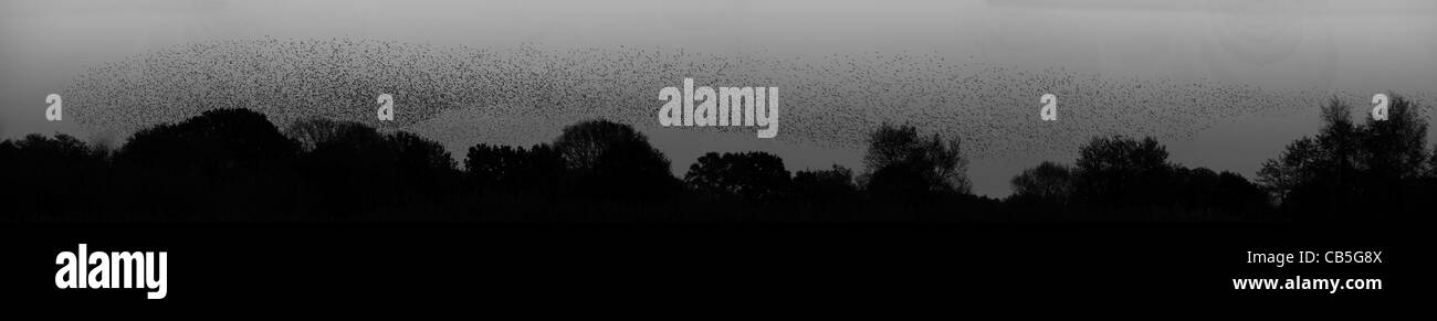 Panoramic of the Starlings Roosting over the back drop of trees near Glastonbury. Stock Photo