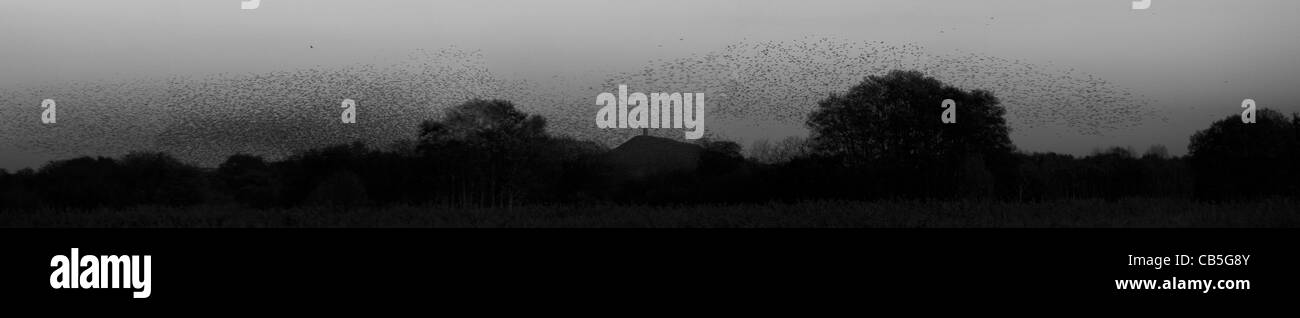Panoramic of the Starlings Roosting over the back drop of Glastonbury. Stock Photo