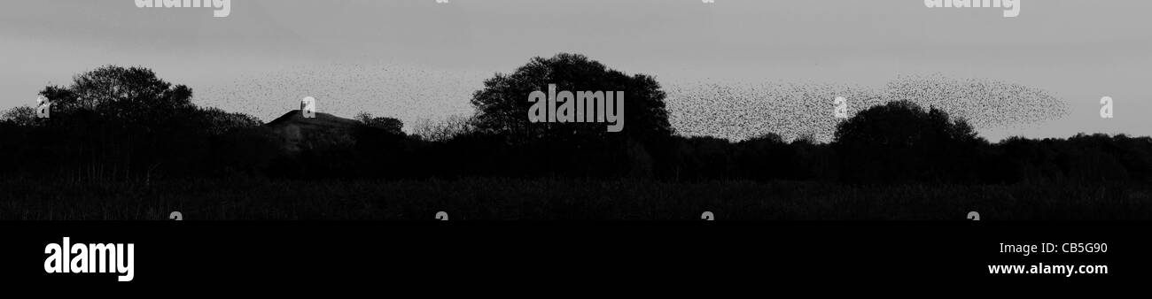 Panoramic of the Starlings Roosting over the back drop of Glastonbury. Stock Photo