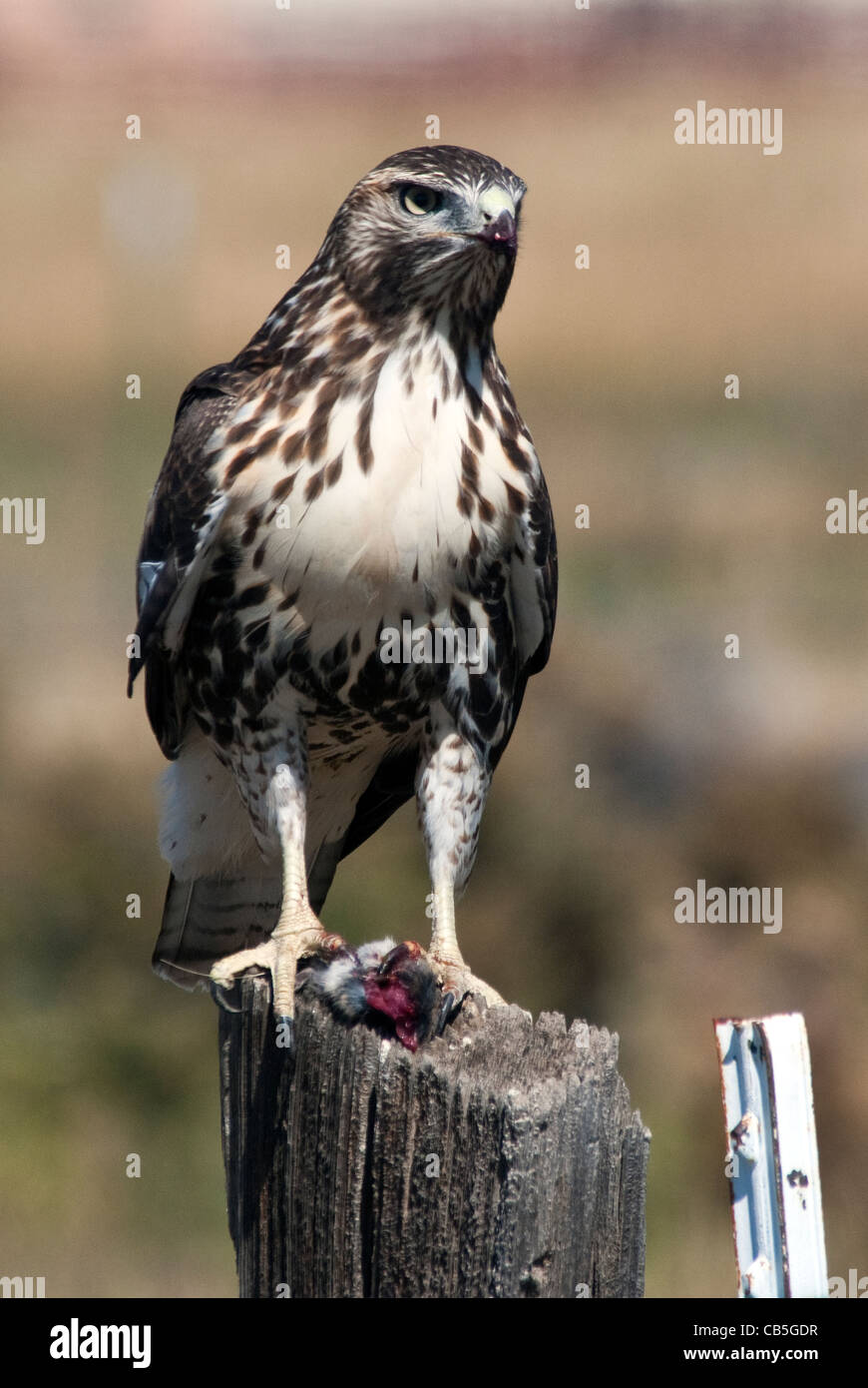 Red Hawk From Rio Red-tailed Hawk Buteo jamaicensis Rio Grande County Colorado USA Stock ...