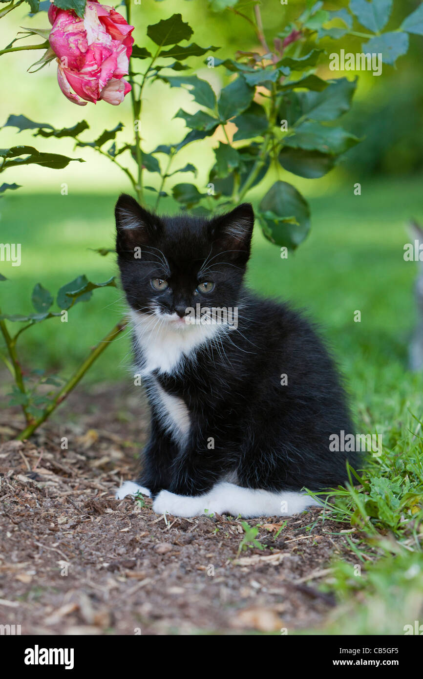 Kitten, sitting under a rose bush in garden, Lower Saxony, Germany Stock Photo