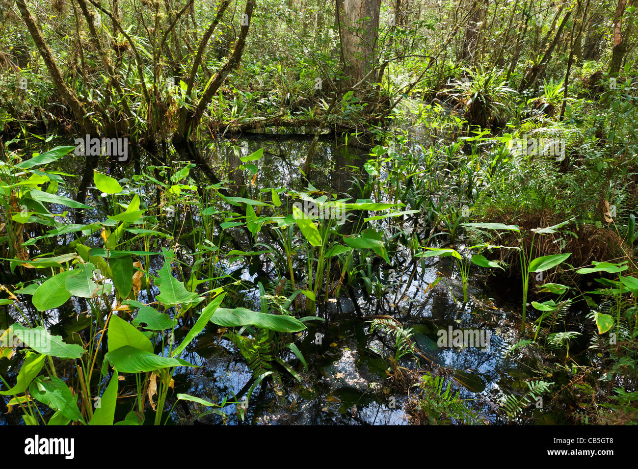 View of the swamp from the boardwalk in Corkscrew Swamp Sanctuary, near Naples, Gulf Coast, Florida, USA Stock Photo