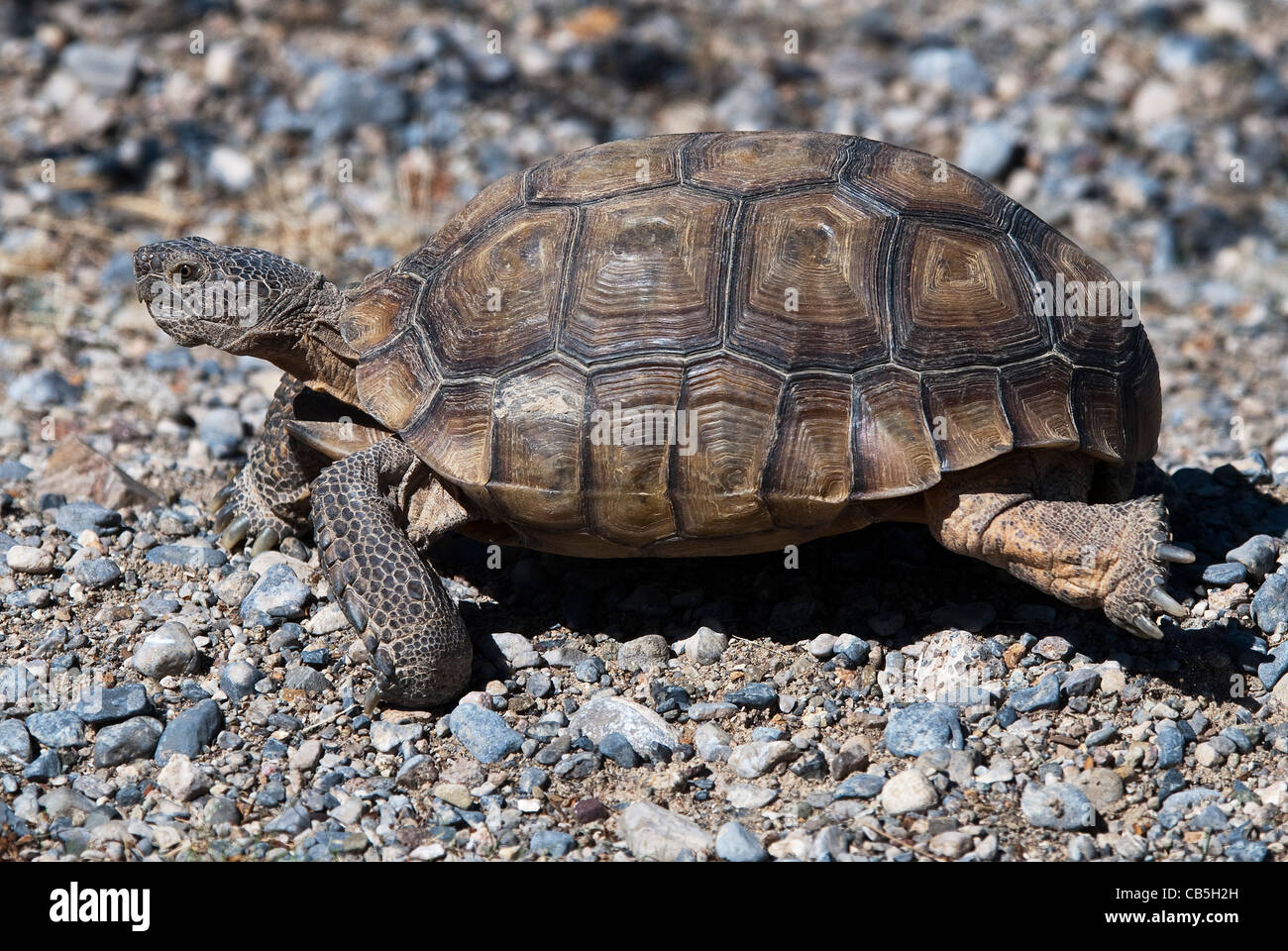 Desert Tortoise Gopherus agassizii Mojave National Preserve California USA Stock Photo