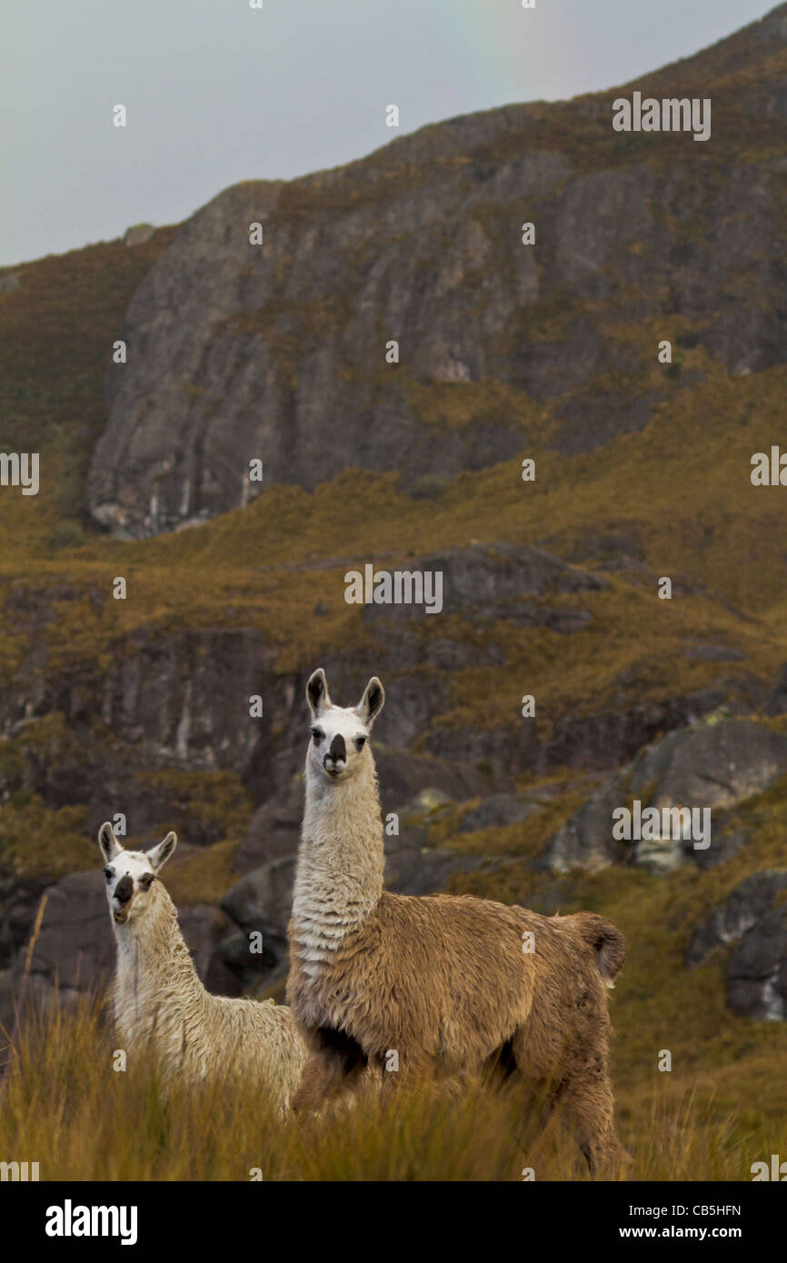 Two llamas in the rain at El Cajas National Park outside Cuenca, Ecuador Stock Photo