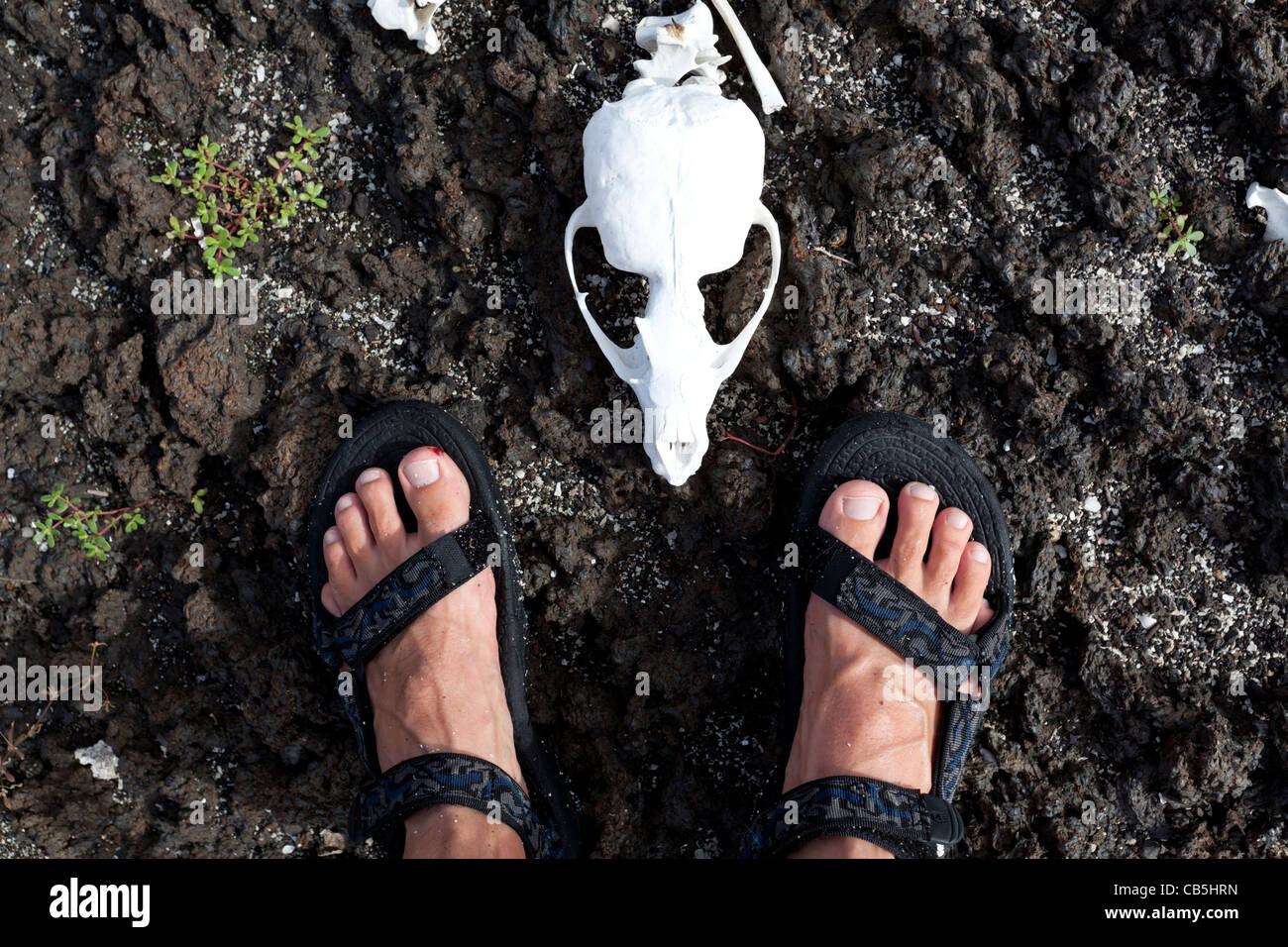 galapagos tourist animal nature wild goat feet protected fresh outdoors environment sunlight park reserve isolated sun endanger Stock Photo