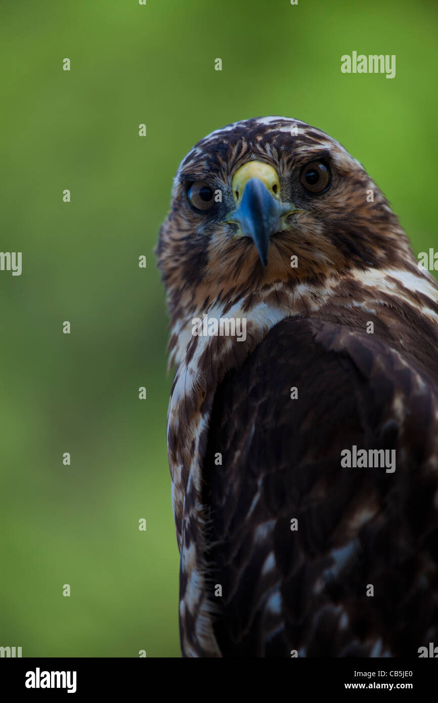 Close up sea hawk hi-res stock photography and images - Alamy