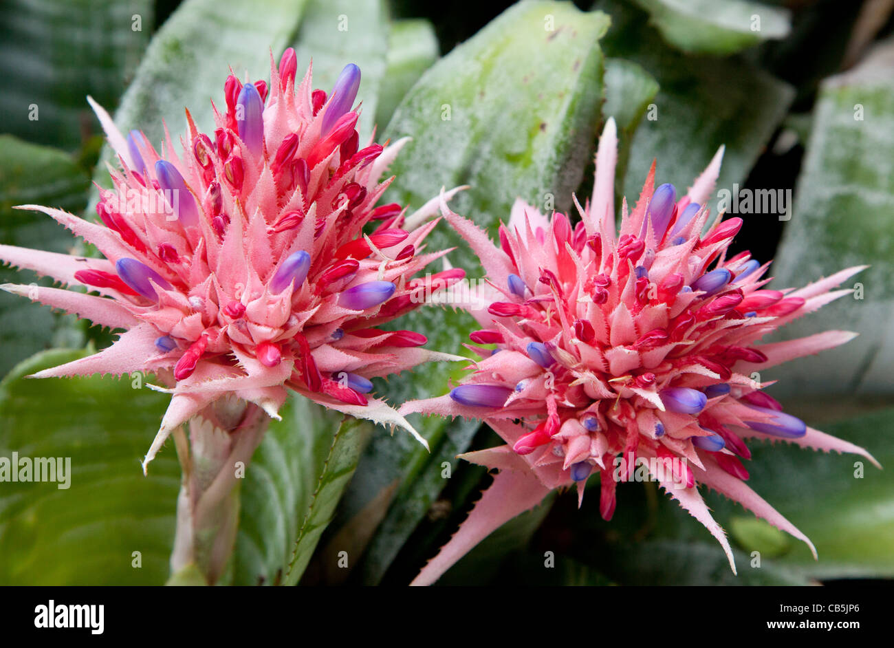 A blooming Bromelia plant with scarlet and blue leaves. Stock Photo