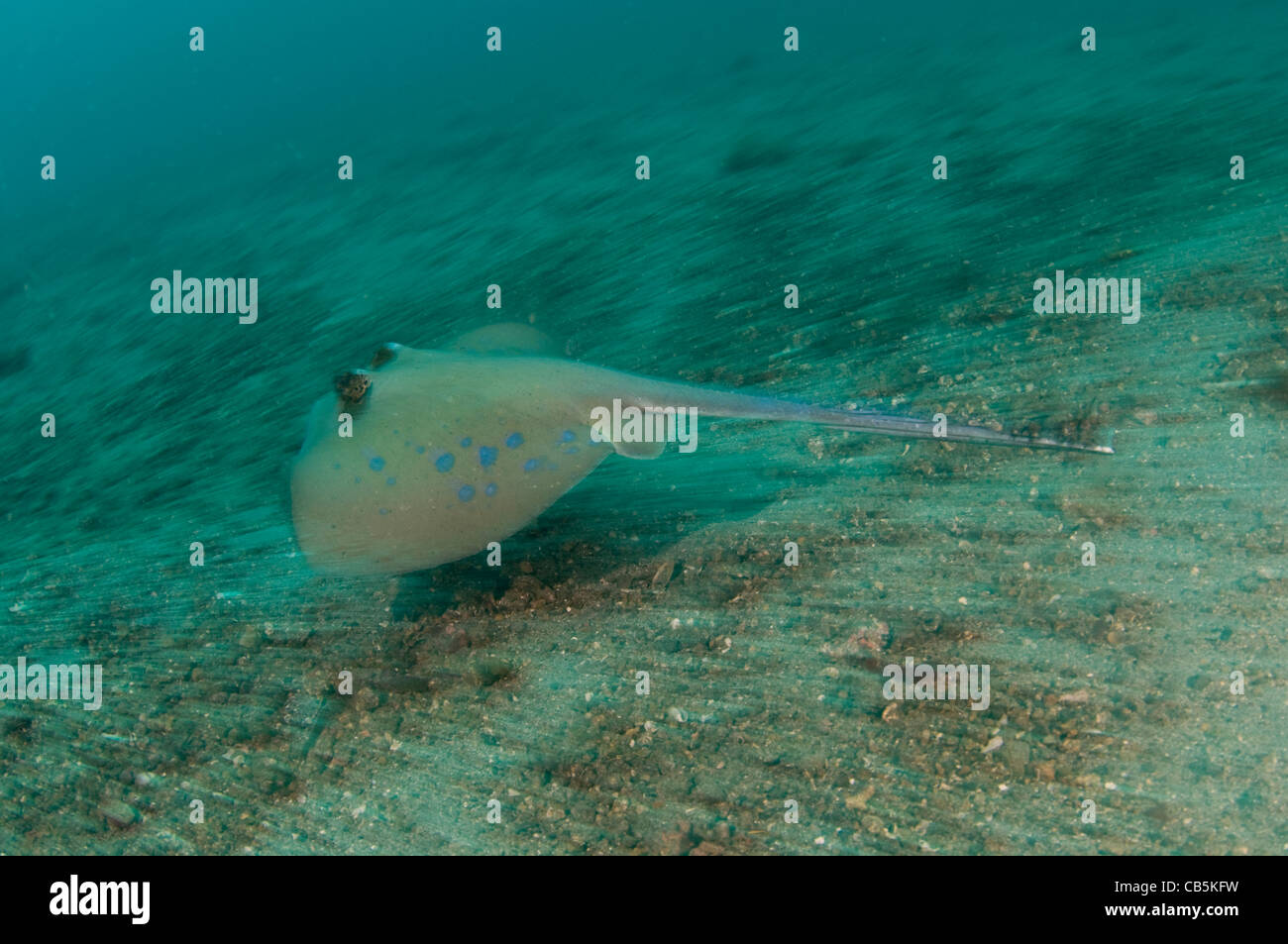 Blue Spotted stingray, Dasyatis kuhlii, Lembeh Strait, Bitung, Manado, North Sulawesi, Indonesia, Pacific Ocean Stock Photo