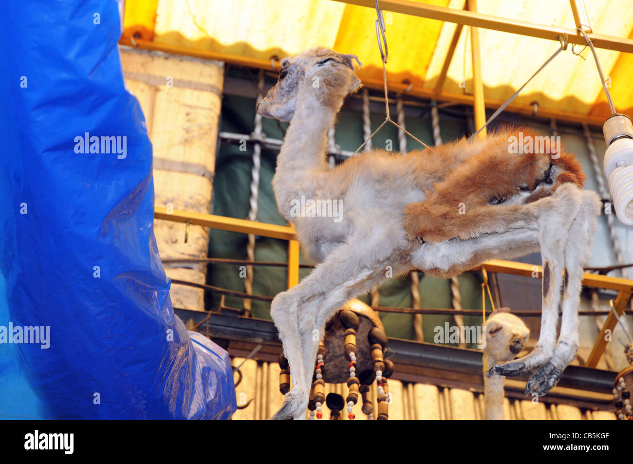 Dead Llame foetus for sale in The Witches Market, La Paz, Bolivia Stock Photo