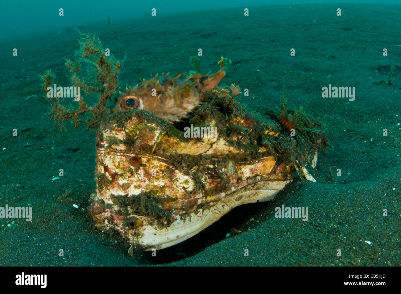 Orbicular Burrfish resting on an old shoe Cyclichthys orbicularis Lembeh Strait Manado North Sulawesi Indonesia Pacific Ocean Stock Photo