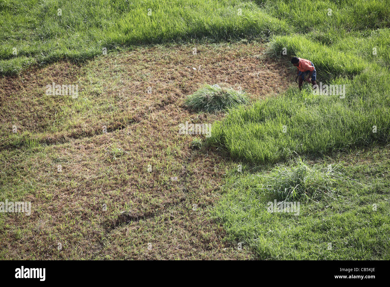 Man cutting grass to feed animals Andhra Pradesh South India Stock