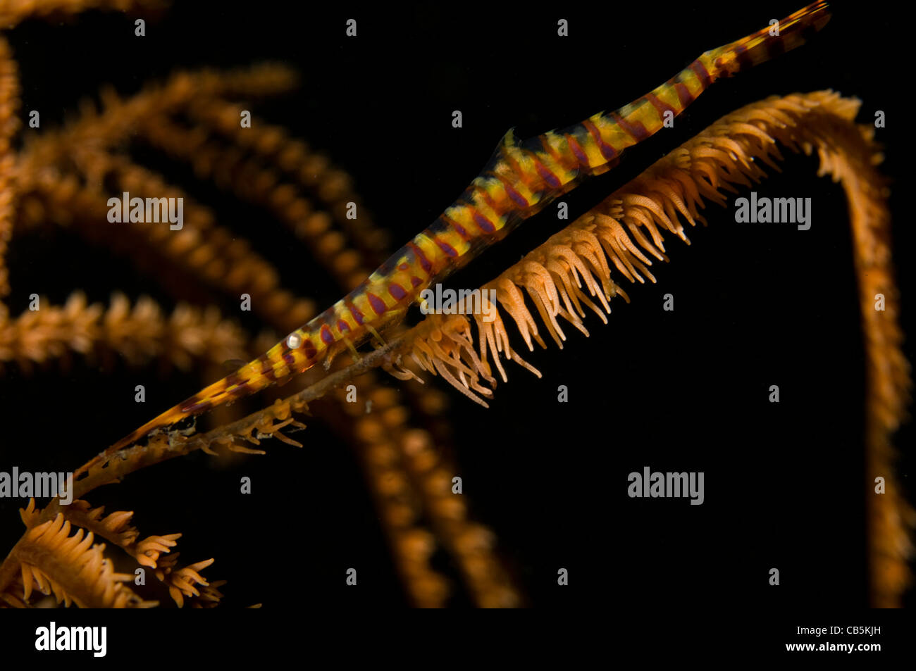 Banded Sawblade shrimp, Tozeuma armatum, on black coral, Lembeh Strait, Manado, North Sulawesi, Indonesia, Pacific Ocean Stock Photo