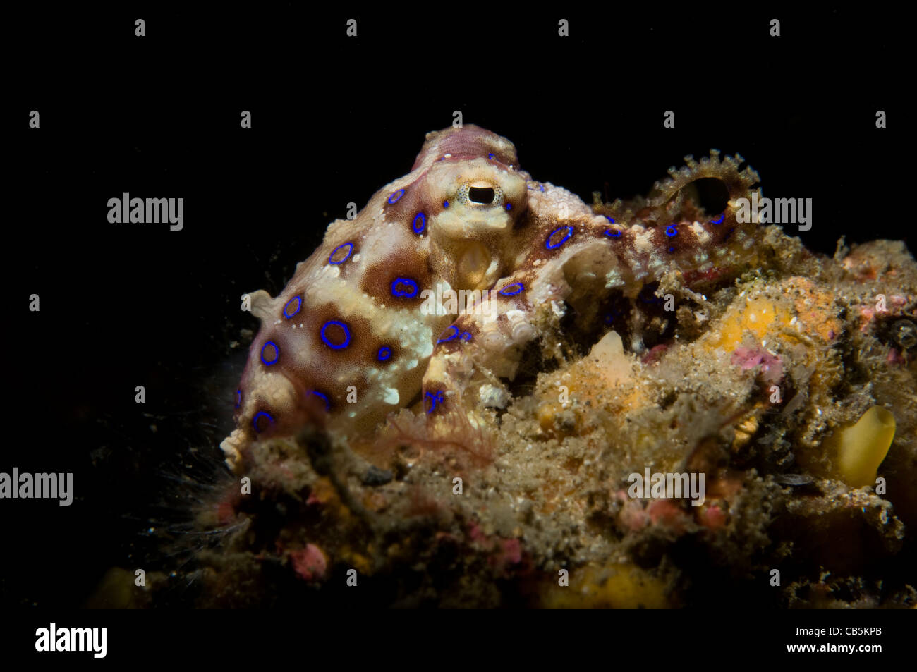 Blue ring octopus displaying rings, Hapalochlaena sp., Lembeh Strait, Manado, North Sulawesi, Indonesia, Pacific Ocean Stock Photo