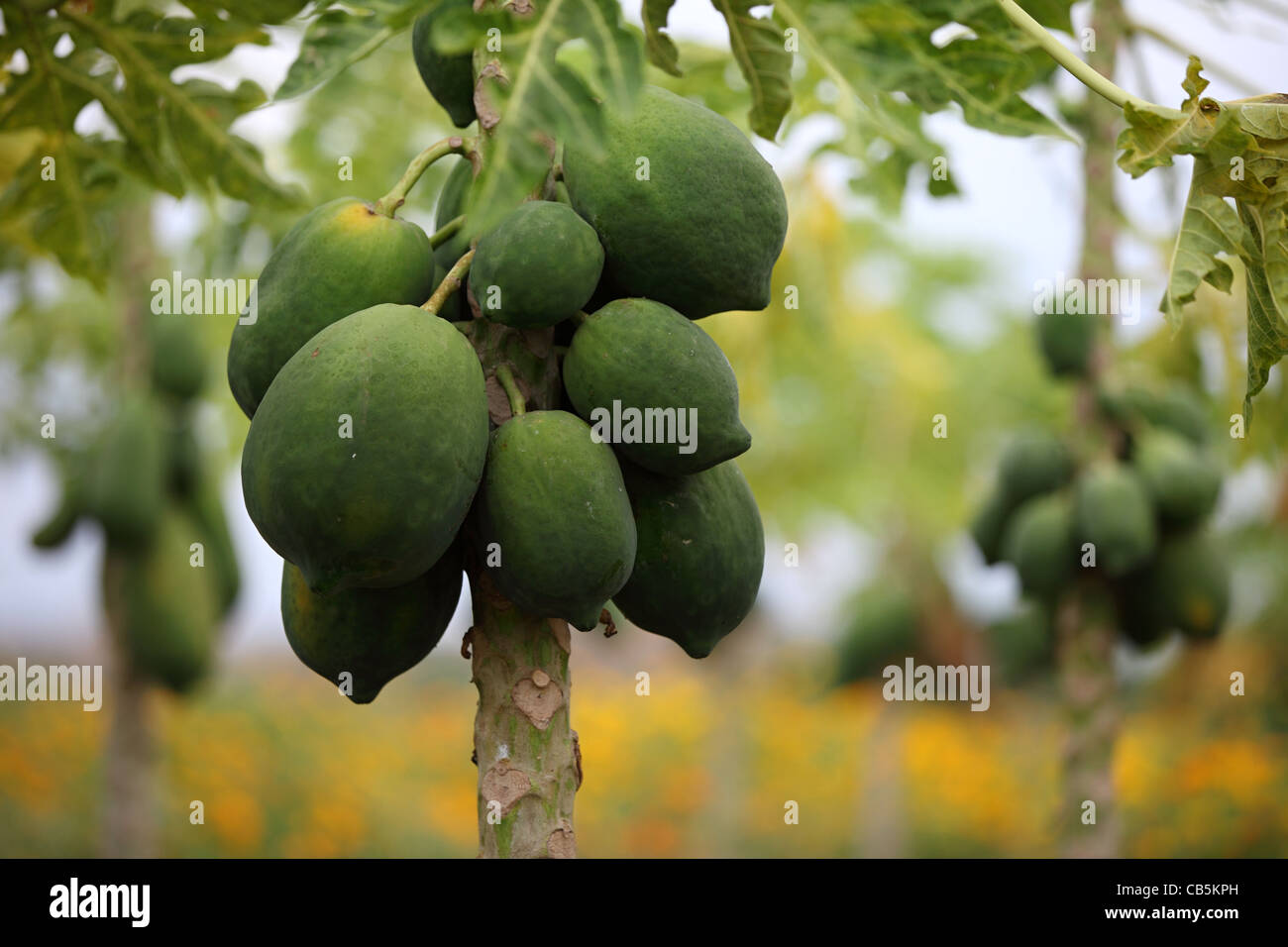 Papaya trees with fruits Andhra Pradesh South India Stock Photo