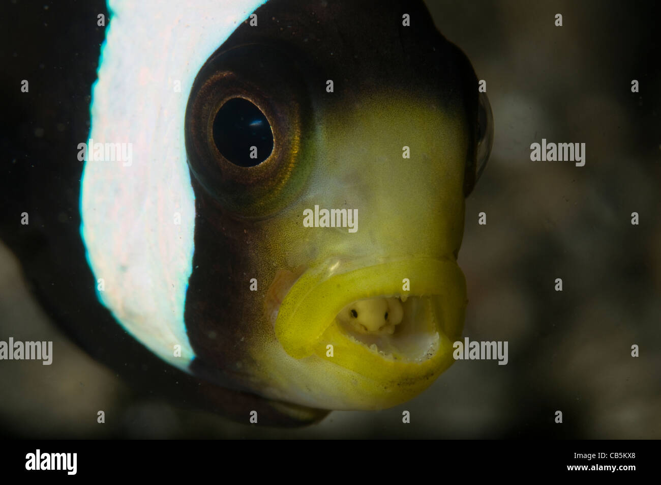 Saddleback anemonefish, Amphiprion polymnus, and tongue biter isopod parasite, Cymothoa exigua, Lembeh Strait, Bitung, Manado Stock Photo