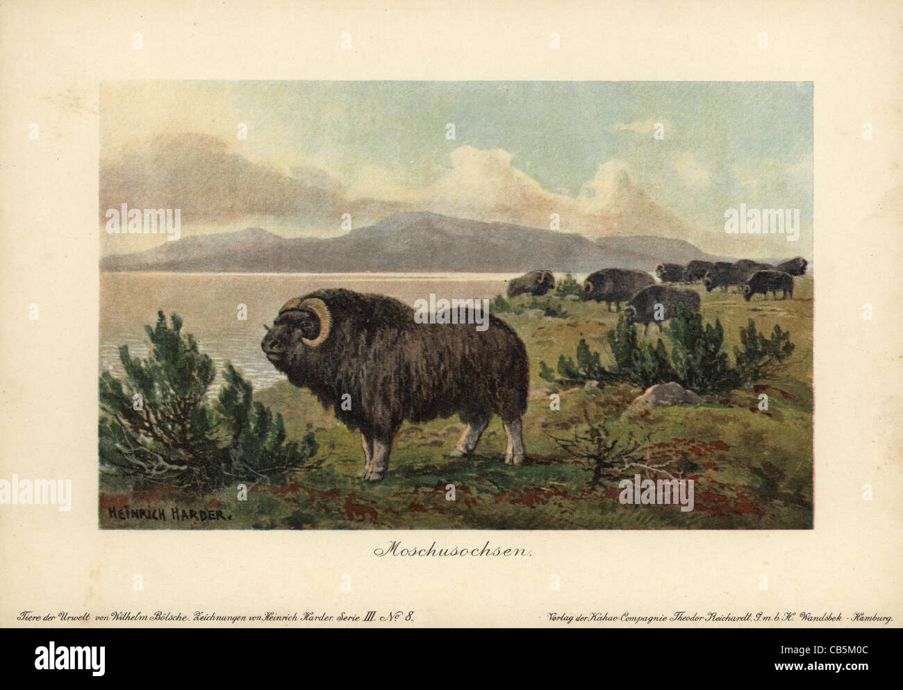 Prehistoric ox hi-res stock photography and images - Alamy Prehistoric ox hi-res stock photography and images - Alamy
