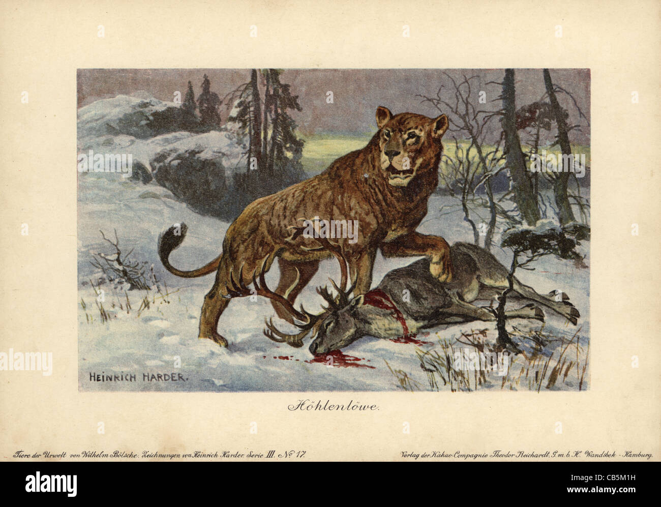 European cave lion, Panthera leo spenaea, extinct subspecies of lion