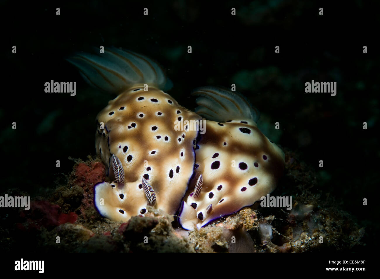 Two Risbecia tryoni nudibranches, Lembeh Strait, Manado, North Sulawesi, Indonesia, Pacific Ocean Stock Photo