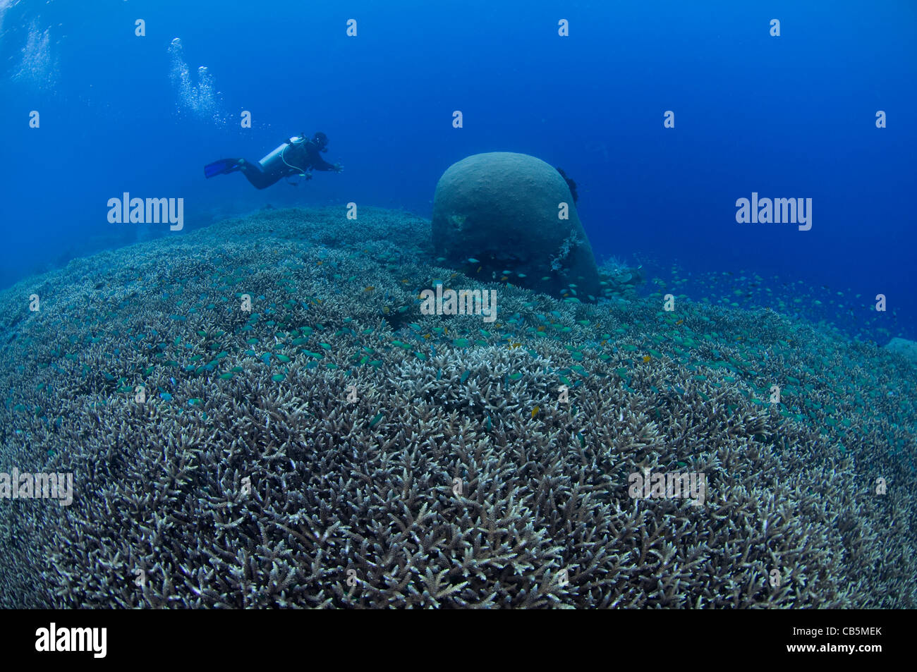 A diver inspects a hard coral garden, with a variety of table, leather, and staghorn corals, Lembeh Strait, North Sulawesi, Indo Stock Photo