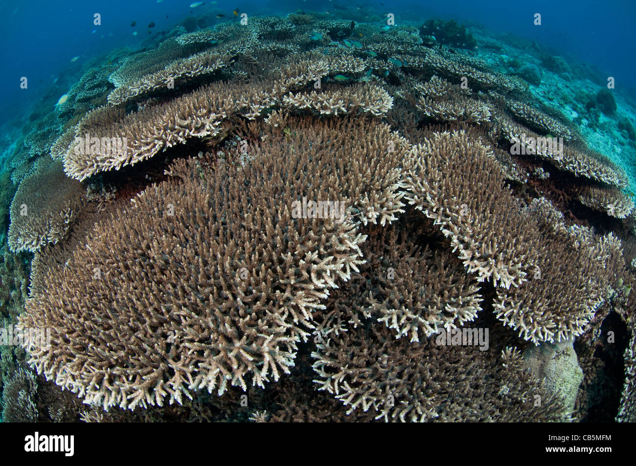 A hard coral garden, with a variety of table, leather, and staghorn corals, Lembeh Strait, North Sulawesi Indonesia Stock Photo