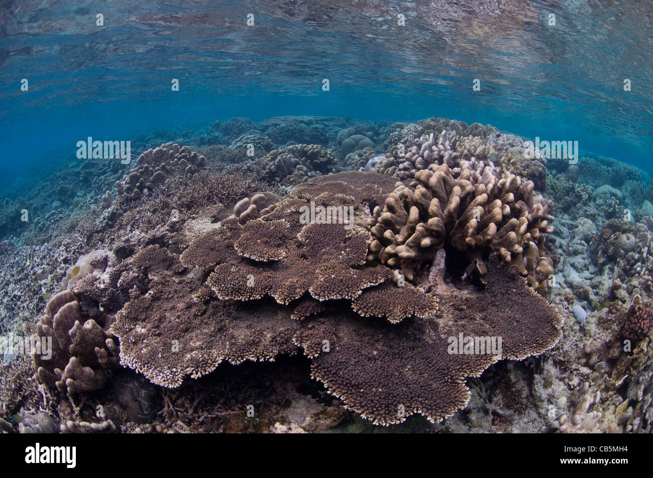 A hard coral garden, with a variety of table, leather, and staghorn corals, Lembeh Island, North Sulawesi, Indonesia Stock Photo