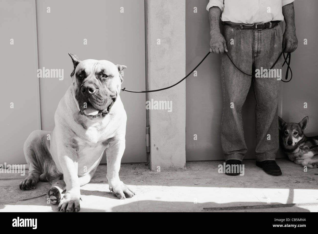 Perro de Presa Canario at dog show in Las Palmas, Gran Canaria, Canary Islands, Spain Stock Photo