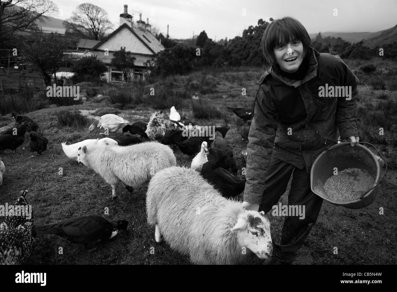 Estate worker Sarah Leggitt feeds her livestock at her cottage, a former Smithy at Lochbuie, Isle of Mull, Scotland. Stock Photo