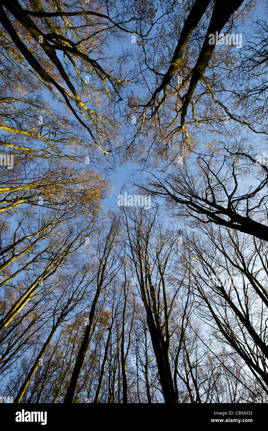 Reach for the sky hi-res stock photography and images - Alamy