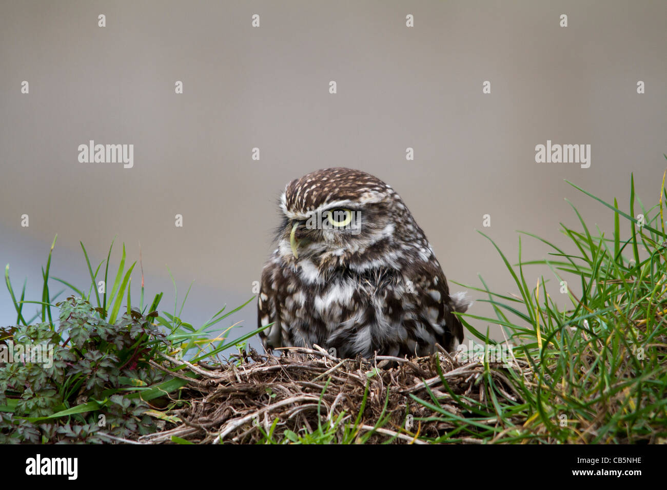 Little Owl
