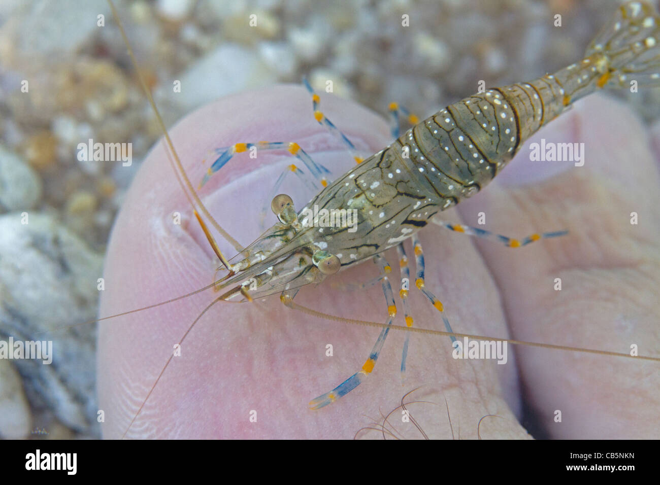 persian cat Stock Photo