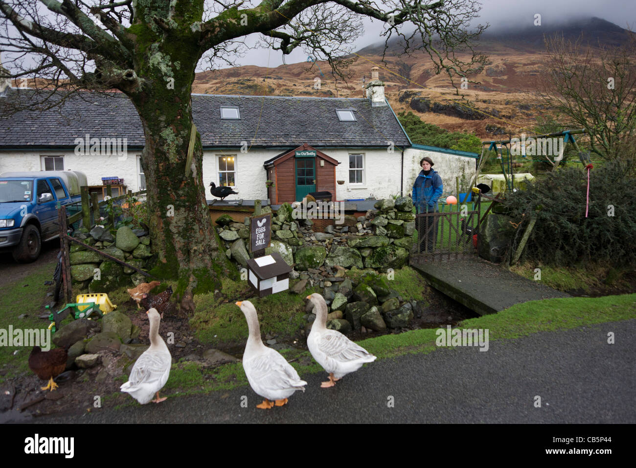 Estate worker Sarah Leggitt's estate cottage, a former Smithy now rearing livestock at Lochbuie, Isle of Mull, Scotland. Stock Photo