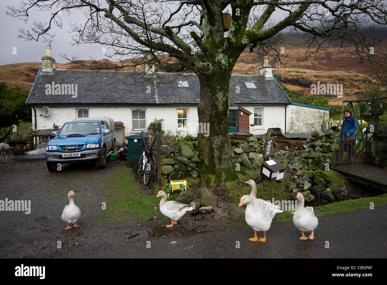 Estate worker Sarah Leggitt's estate cottage, a former Smithy now rearing livestock at Lochbuie, Isle of Mull, Scotland. Stock Photo